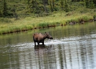 Alaska (1)  Moose, Denali Park, Alaska